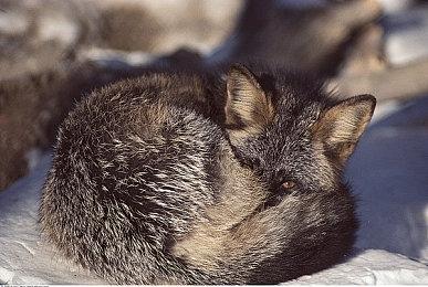 全新Steam家庭功能正式上线：成员共享游戏库